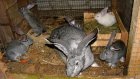 У жительницы Мокшана украли крольчиху с крольчатами