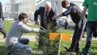 Александр Гуляков поучаствовал в субботнике, посадив ели у школы № 74