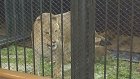 В Пензенском зоопарке львов переведут в просторные вольеры