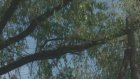 Коммунальщики отказывают пензякам в вырубке аварийных деревьев
