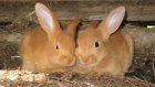 Двое жителей области задержаны по подозрению в краже 10 кроликов