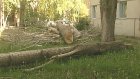 Коммунальщики завалили дворы пензяков спиленными деревьями