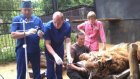 В Пензенском зоопарке заболел тигр Исатора