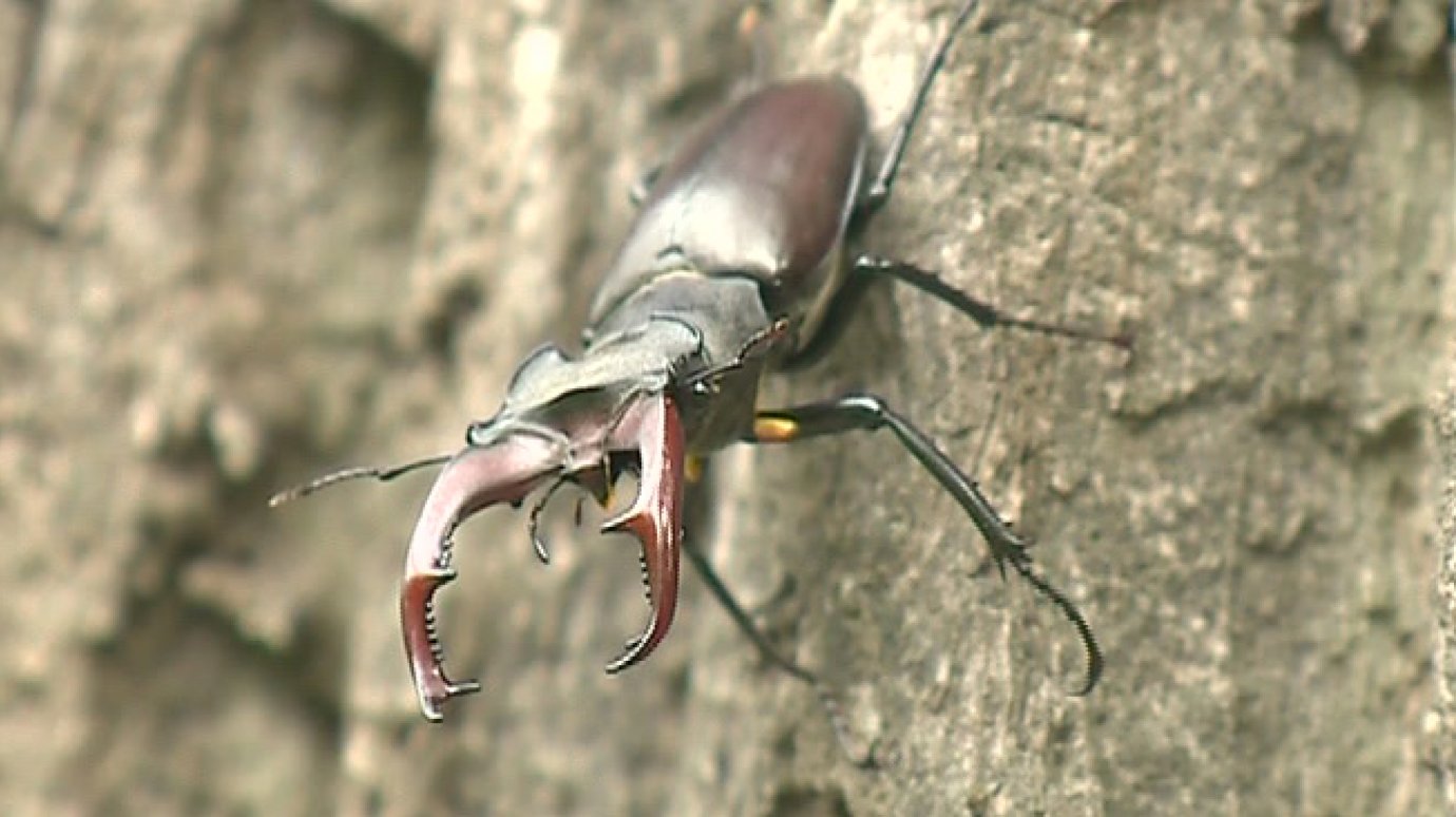 В Неверкинском районе обнаружили двух редких насекомых