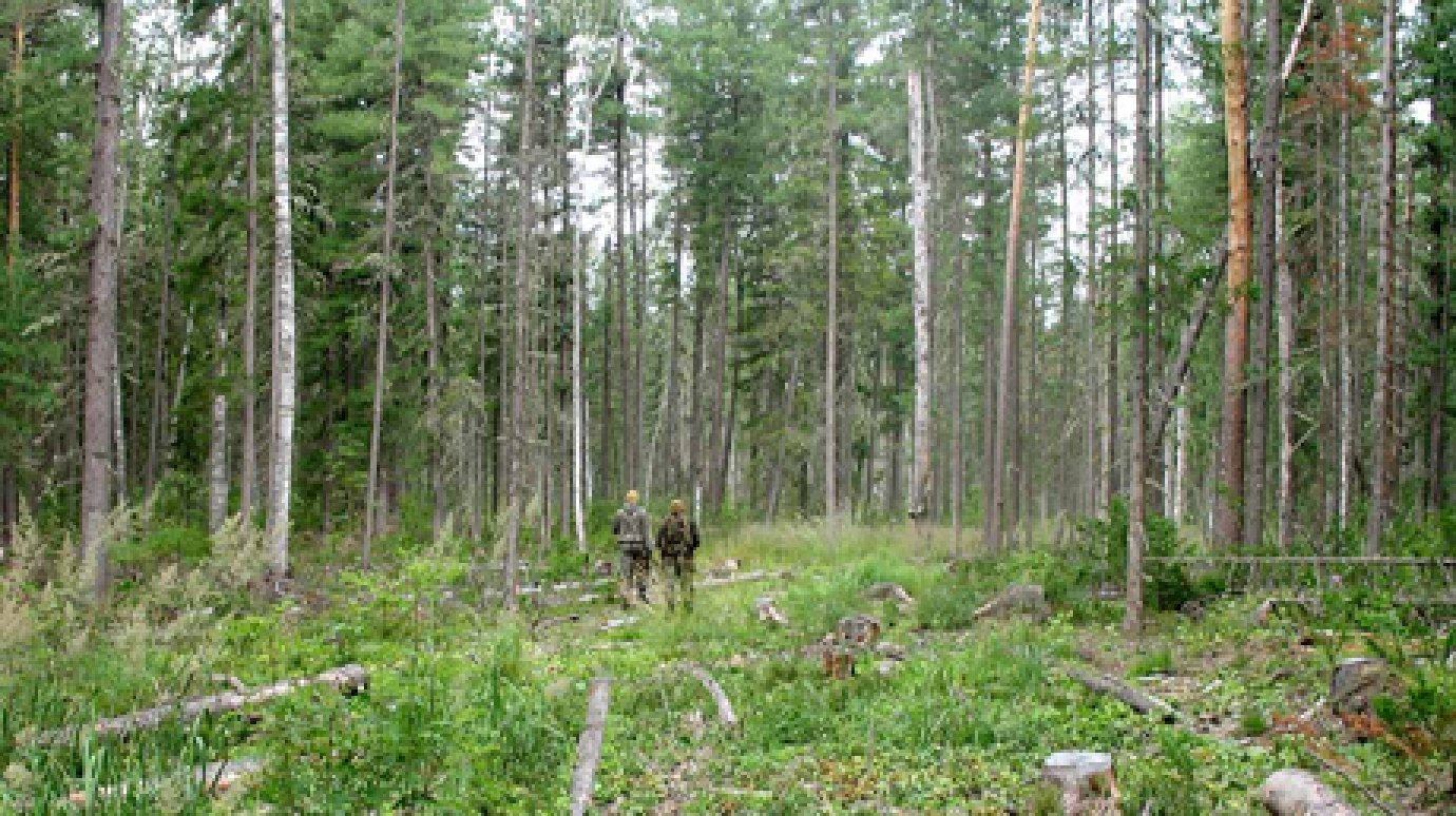 В Каменском районе выявлены нарушения Лесного кодекса РФ