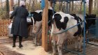 В Пензенской области прошел конкурс специалистов по осеменению коров