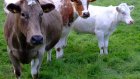 В Пензенскую область из Мордовии завезли скот без документов
