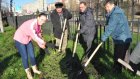 Депутаты Пензенской гордумы высадили деревья у госпиталя для ветеранов