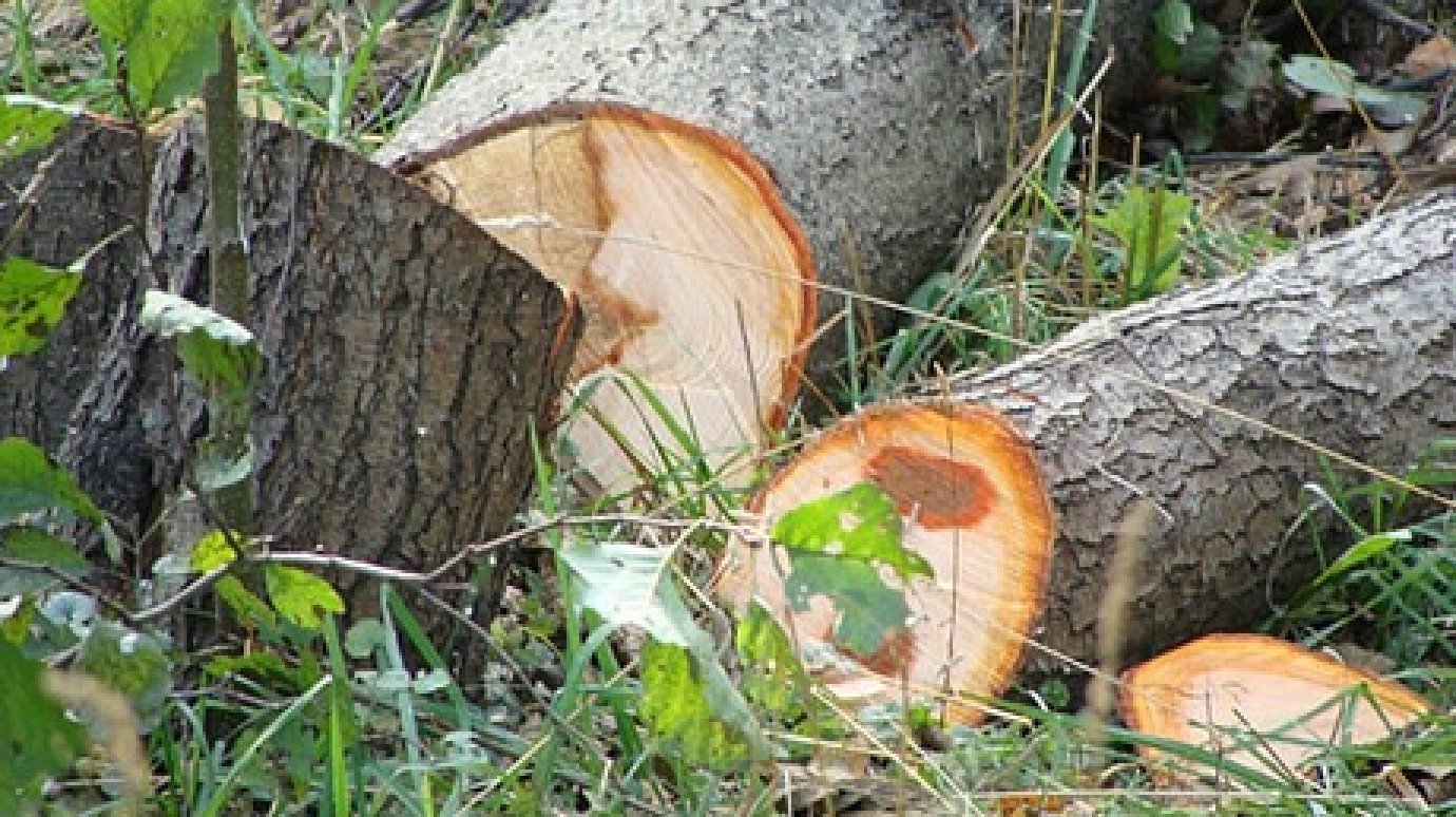 Два жителя села Иванырс попались на незаконной вырубке деревьев