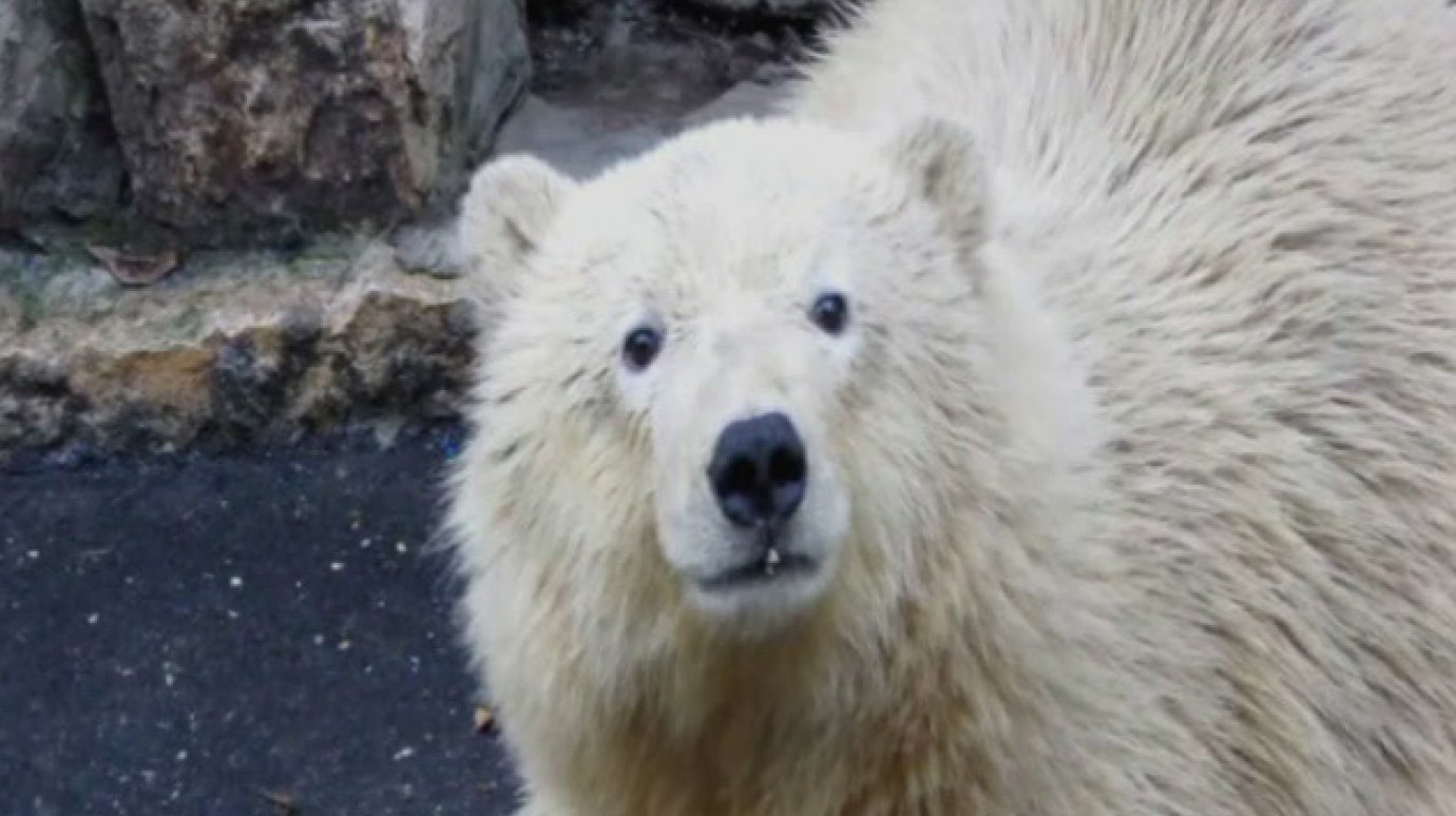 В Пензенском зоопарке впервые появился белый медведь