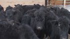В Русском Камешкире коровы пасутся под присмотром электропастухов
