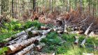 Пензенским лесам в 2012 году нанесен ущерб более чем на 16 млн рублей