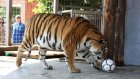Пензенский зоопарк получил разрешение на размножение амурских тигров