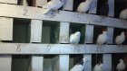 Жителя Пензы осудили на 2 года за кражу 12 голубей