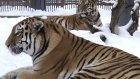 Рожденной в Пензе тигрице подобрали пару в Гродненском зоопарке