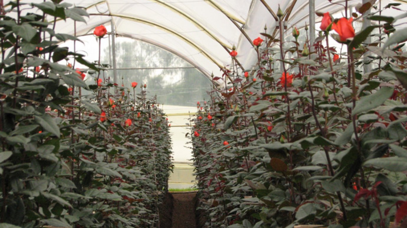 Самые популярные розы в Пензенской области - красные