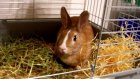 Житель Спасска признался в давней краже кроликов