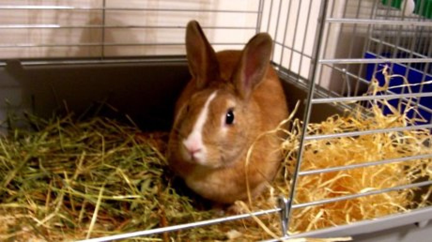 Житель Спасска признался в давней краже кроликов