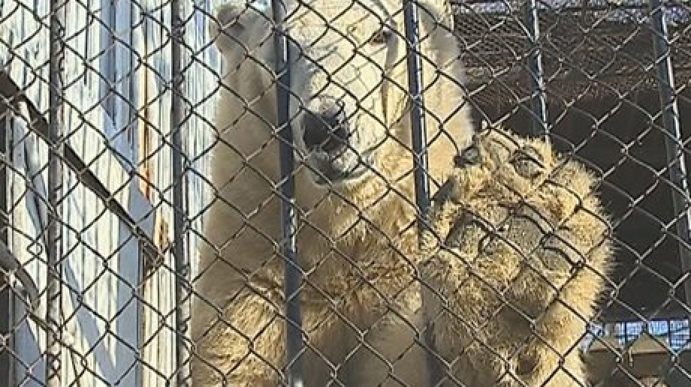 Медведю из Пензенского зоопарка дали имя Белый