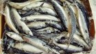 Со склада в Пензе похищено около двух тонн рыбы