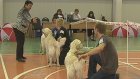 Победители выставки собак в Пензе поучаствуют во всероссийском показе
