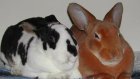 В Пензенском краеведческом музее пройдет выставка «Братец Кролик»