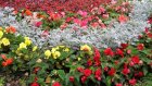 К 55-летию в Заречном высадят более двух гектаров цветов