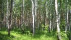 В области задолженность за использование лесов составляет 4,5 млн руб.