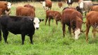 В Шемышейском районе произошел падеж скота