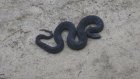 В Пензенской области активизировались змеи