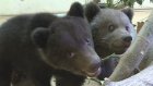 В Пензенском зоопарке воспитывают двух медвежат-сирот