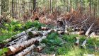 Браконьеры нанесли лесничеству ущерб в 1,122 млн рублей