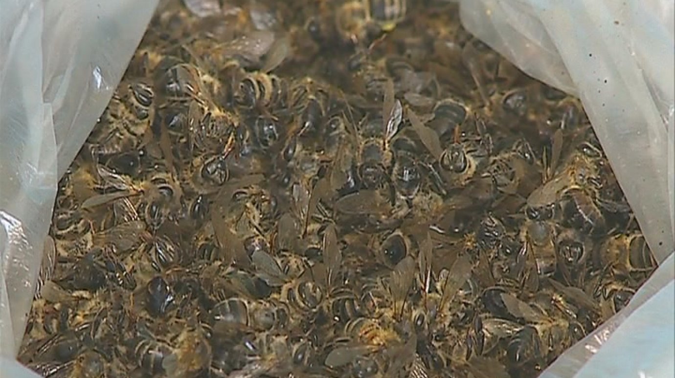 В Мокшанском районе из-за ядохимикатов на полях погибли пчелы