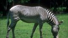 Пензенские бизнесмены и рекламисты подарят зоопарку зебру