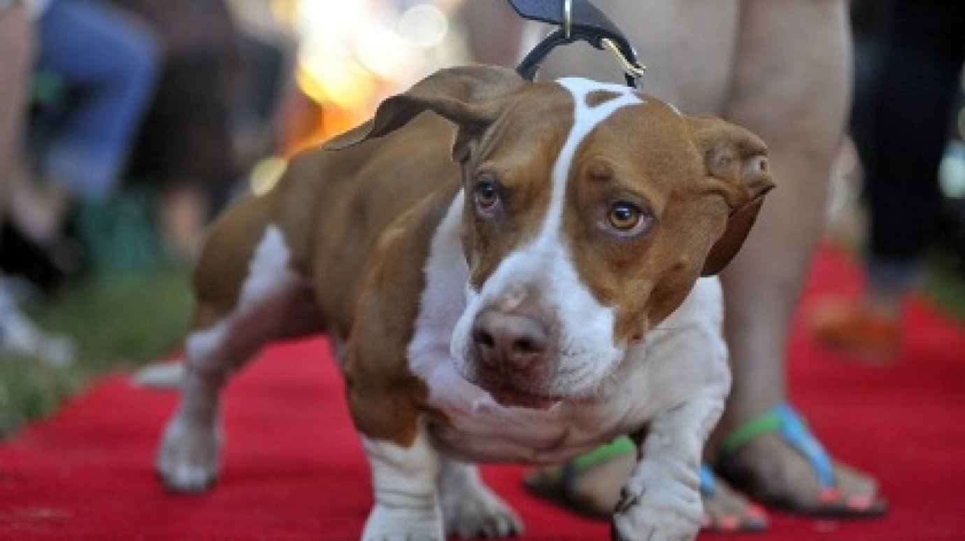 В Калифорнии выбрали самую уродливую собаку мира