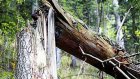 Около пос. Монтажного пенсионерка погибла под упавшим деревом