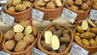 Пензенских дачников приглашают на мастер-классы по картофелеводству