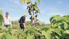 Городищенские школьники выращивают ягоды и фрукты для компотов