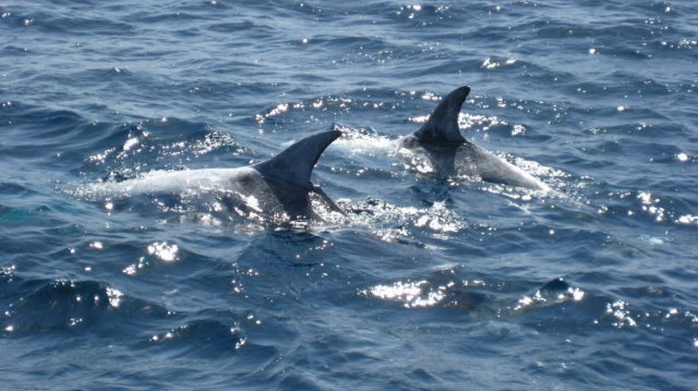 23 июля отмечаем Всемирный день китов и дельфинов