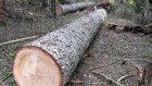 В двух лесничествах области браконьеры вырубили деревья
