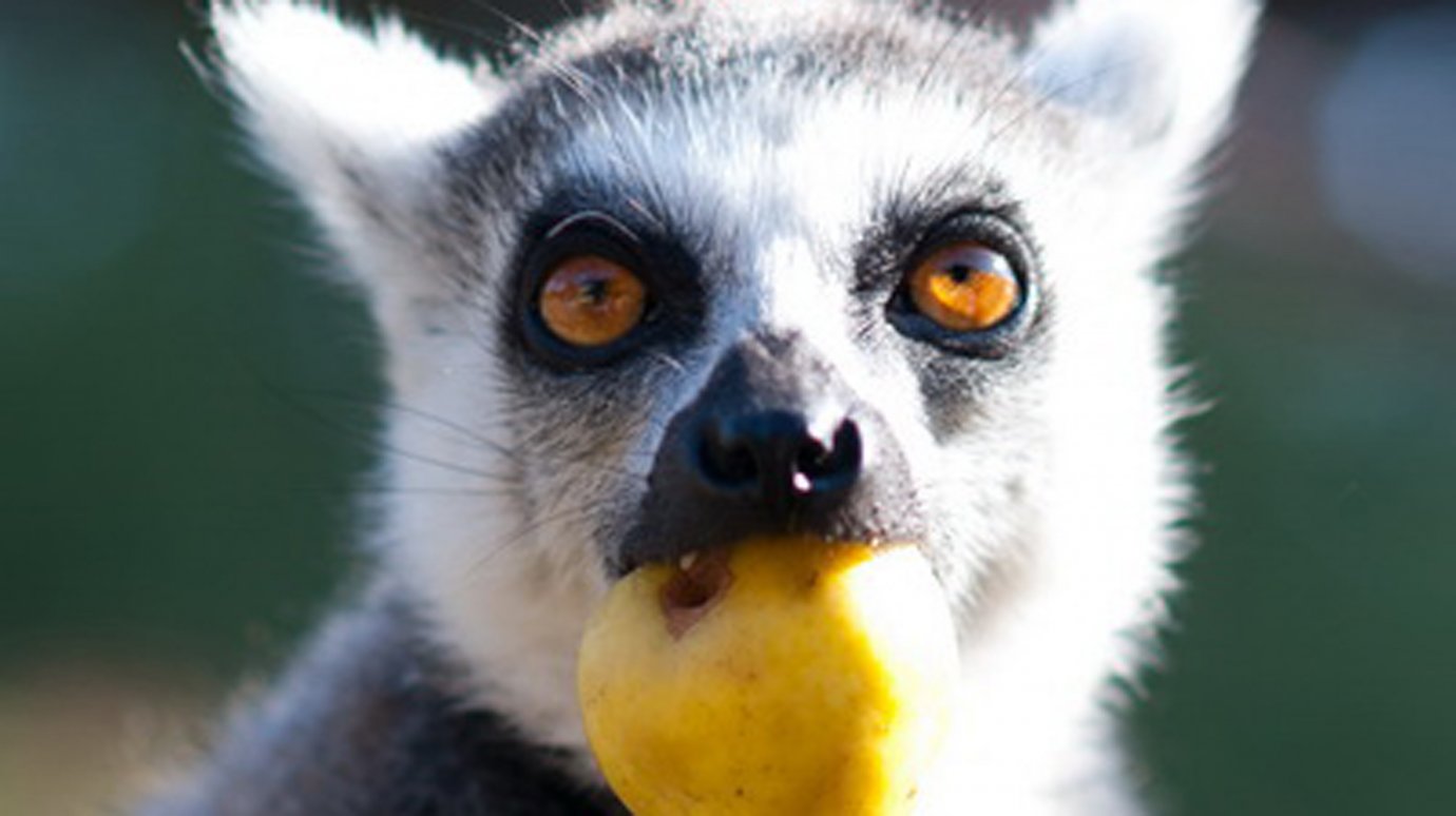 В Пензенском зоопарке стартовала акция по сбору орехов, фруктов и ягод