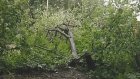 На улице Мира рухнувшее дерево повредило электропровод