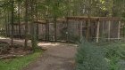 Сотрудники зоопарка своими силами обновляют вольеры для питомцев