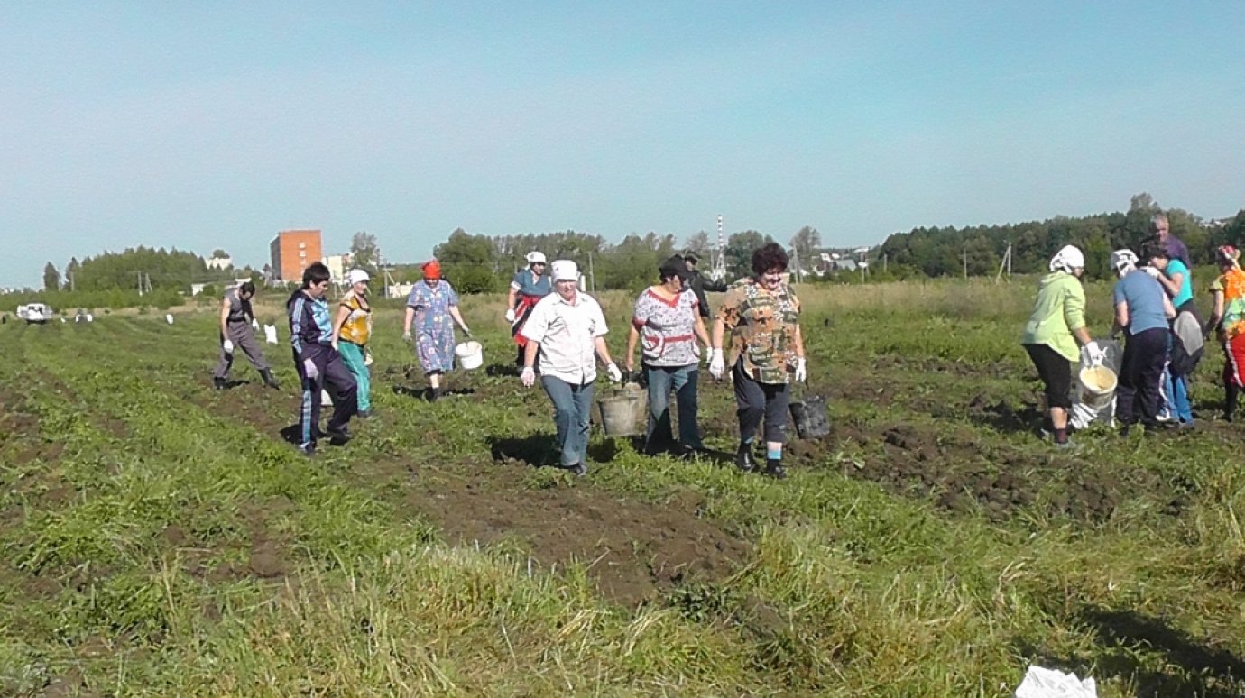Сотрудники Городищенской ЦРБ выращивают картошку и овощи