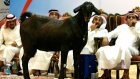 Саудовский бизнесмен продал козла за 3 миллиона долларов