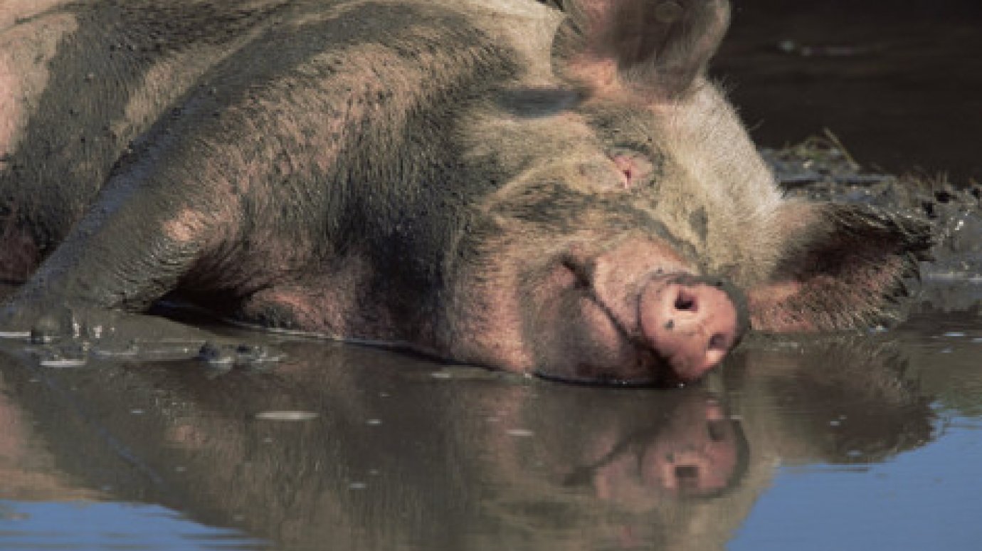 В Лунинском районе свиноводы нарушают ветеринарное законодательство