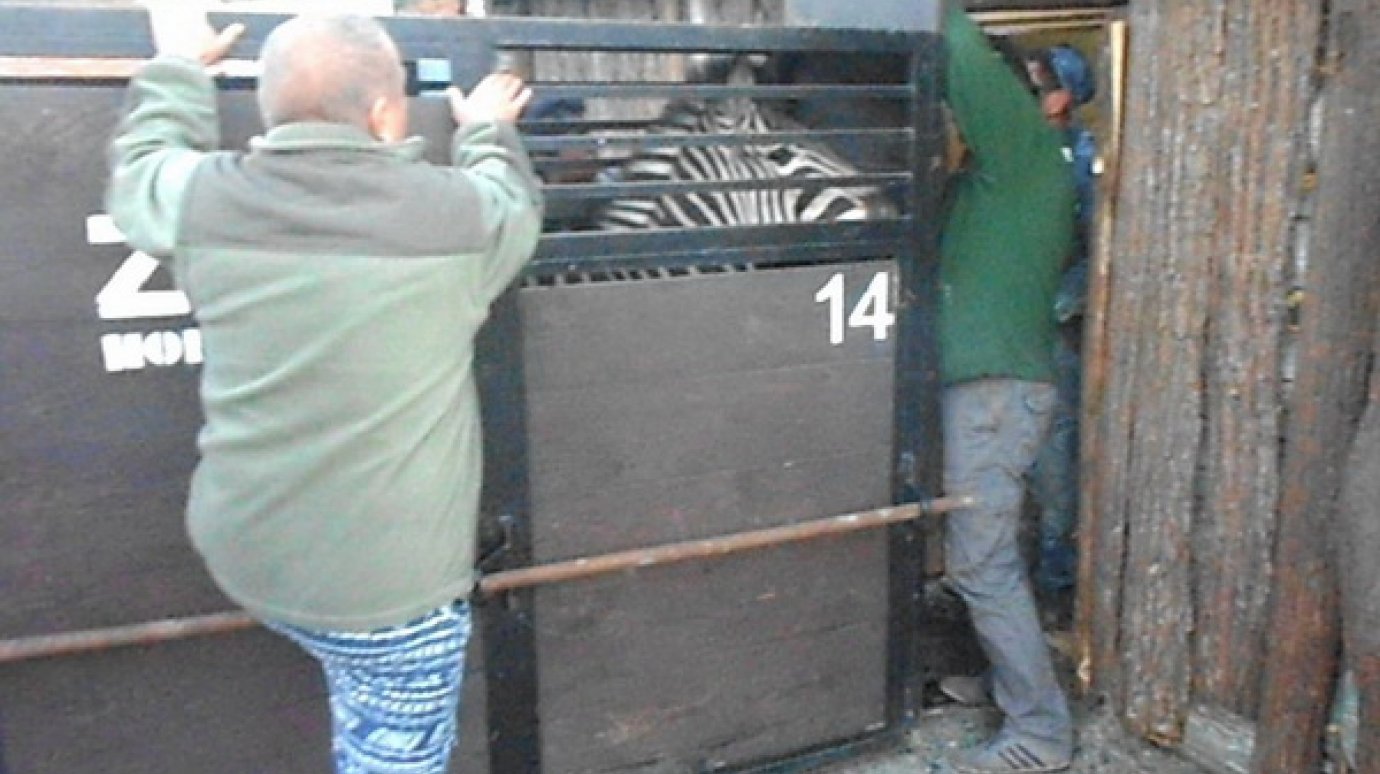 В Пензенский зоопарк привезли зебру и ламу