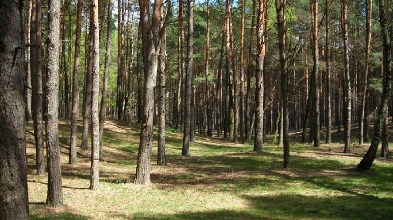 В Пензенской области злоумышленники срубили 37 сосен