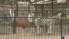 Привезенных в зоопарк ламу и зебру поместили на карантин