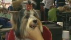 Выставка «Звездный дождь» собрала в Пензе собак со всей страны